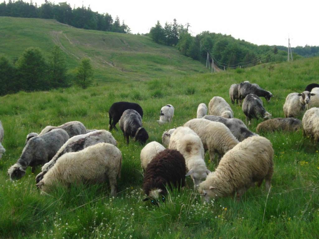 Готель Добрій Vorokhta Dış mekan fotoğraf